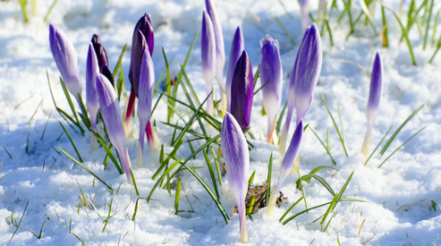 Crypto Spring Has Begun in the Face of Mass Skepticism
