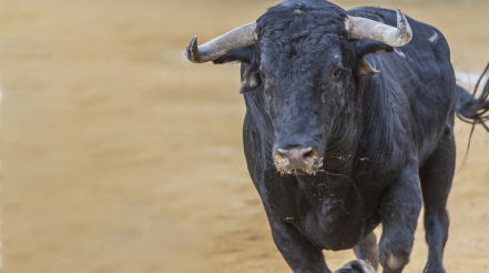 The Old Bull Has Life in It Yet; Stocks Stage Big Comeback