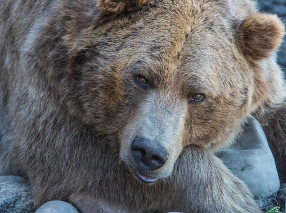 US Stocks Fall Sharply in Volatile Bear Market Trading