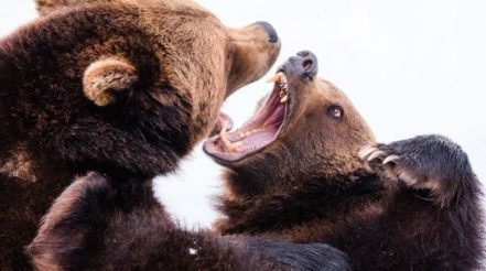 Bears Fight Back and Stocks fall 5%; Rally Trend Unbroken