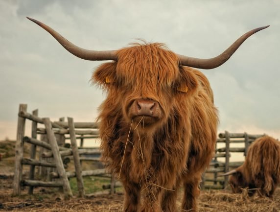 Bullish on Value/Cyclicals; Growth/FAANG Still Attractive