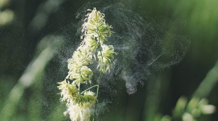 Seeking a Silver Lining to Allergy Season